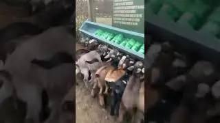 Feeding Lambs