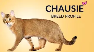 Chausie Cat Breed Profile History - Price - Traits - Grooming Needs - Lifespan