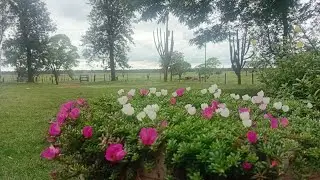 Dia chuvoso e uma benção 🌧🌨