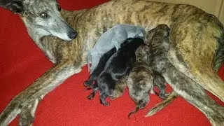 Galgos y Liebres 2017 - Cuidados de un galgo de campo - Cap 2