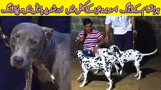 Dalmatian Dogs Husky German Shepherd Siberian Husky American Pit Bull  Samoyed Dogs Asad Brohi Setup