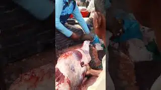 Beef Meat🍖Cutting Process