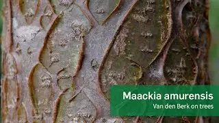 Maackia amurensis - Van den Berk on Trees