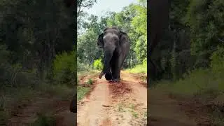 A Reserve Designed for Elephants, Not Tourists 🐘🌱 #elephantconservation #elefantes