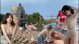 Free-range ducks migrate to new rural areas to forage for food in the fields.