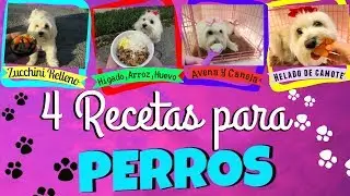 4 Recetas para Perros Faciles y Saludables, vegetales, carne, avena, camote, helados I Lorentix