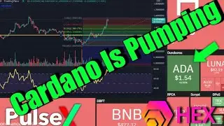 Cardano Coin Is On Fire | HEX Coin Update | PulseX Sacrifice