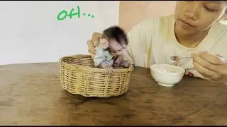 Fist time..!! Mother tried to feedinq Porridge to pooor baby koi