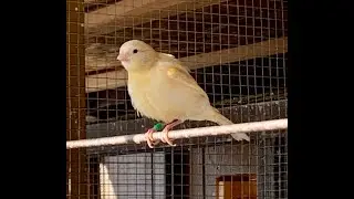 Canary Breeding season 2020/21 coming to a close