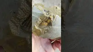 scutellum