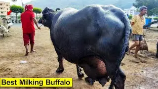 Top Milking Buffalo | Buffalo Video | Best Milking Buffalo | Indian Dairy Farm | Farm Life