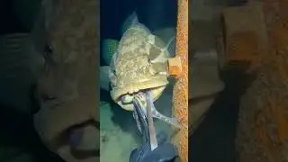 Full Process of Catching Eels, Crabs & Sea Cucumbers Underwate