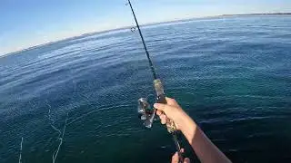 Perfect day squidding in Perth [Rockingham]