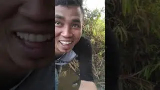 Metot belut