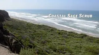 Coastal Sage Scrub