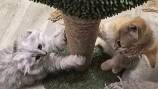 Взвешиваем котиков 😊