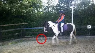 Nobody Can See All The Hidden Toy Horses!!! Optical Illusion!!! Brain Teaser!!! Fir Tree Farm