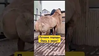 Лучшие Породы овец  Узбекистана🇺🇿 и Таджикистана🇹🇯! #shotrs