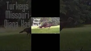 Turkey Walk Through.. It&rsquo;s a treat when the turkeys come through.