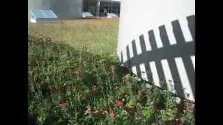 Etera SEDUM TILES with Perennials - Walking View
