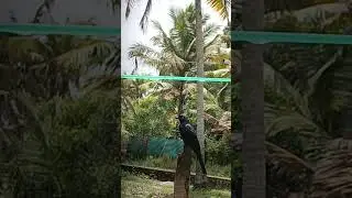 common black bird..is resting
