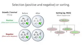 Deep Mutational Scanning, Dr. Kenny Matreyek