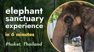 The Phuket Elephant Jungle Sanctuary I A Must See Destination in Thailand!