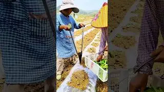DIY Tobacco planting tool: Quality tools and machinery enhance work efficiency