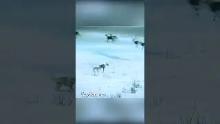 The deer escape from the wolf's pursuit.