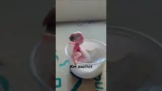 10 days Cute Macaw baby ￼talking beautiful parrot, ￼  #shorts #trending