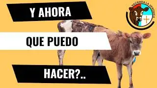 NO DI CALOSTRO SUFICIENTE A MIS TERNERAS..