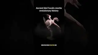 China Jurassic fossil discovery sheds light on bird origin #jurassic #fossil #paleontology