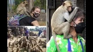 Monkeys 'terrorise town and invade homes' as rival gangs battle for food and territory