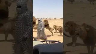 They can&rsquo;t break him 😄 #wildlife #wildanimals