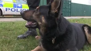 We meet Norfolk Police's new four-legged recruits