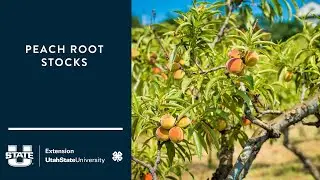 Peach Root Stocks