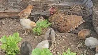 Hen Adopts 17 Chicks!