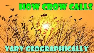 Crow Call to Attract Crows/Crow Sounds to Attract Crow/How Crow Calls Vary Geographically