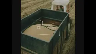 SYND 29 8 74 BRITISH WHEAT OUTLOOK