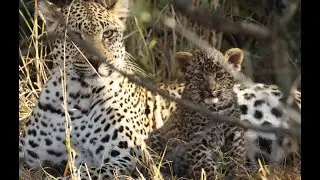 Mother leopard plays with her cub for 4 minutes!