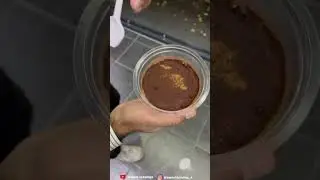 A bite of deliciousness 🤤 #tiramisu #desserts #sweetcraving_s #fyp #like