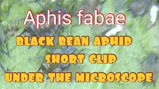 Under the microscope Aphis fabae (black bean aphid black fly aphid)