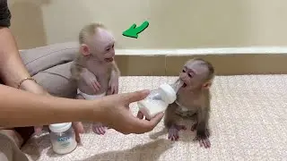 Chichi Is Too N-A-Sty Scream Talking Want To F-ight Linda For Milk