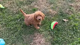 Mini Goldendoodle Puppy   SD 480p