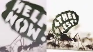WWF Ant rally (Case Study)