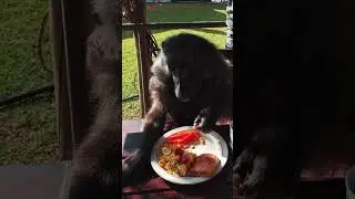 making sure My sister Cindy the Baboon eats healthy food 🥑🥰🥰🥰🥰 #adorably #funnyanimals #adoreble ☺️