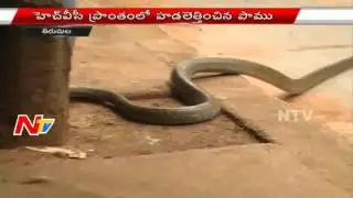 Cobra Snake hulchul in HVC area at Tirumala Tirupati | NTV