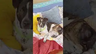 You found Jetson the Pit Heeler!! He&rsquo;s got spots and stripes!! 🐶🐶🐶 #puppy