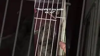 Startled from the slumber&hellip; #rabbit #cutenessoverload #forupage #getmeviral #viralvideo #viral #yurr