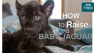 How to raise a baby jaguar - Big Cats about the house - BBC
